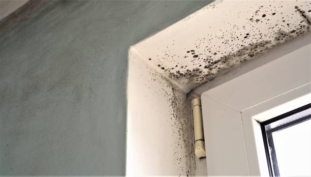 Best Basement Mold Removal  in Weston Mills, NY