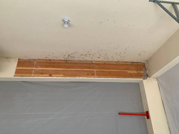 Best Asbestos and Lead Testing During Mold Inspection  in Weston Mills, NY