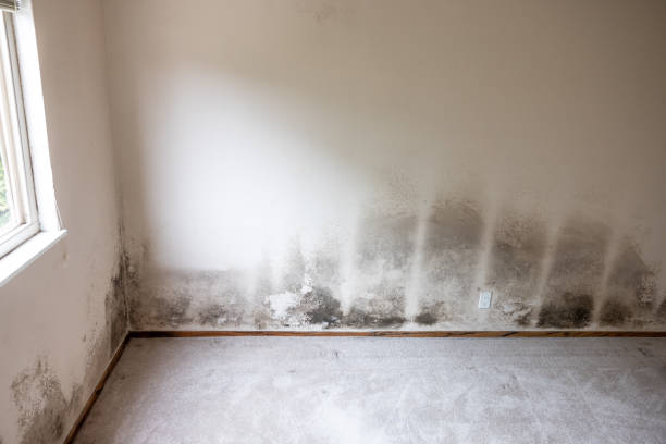 Best Attic Mold Removal  in Weston Mills, NY